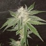 Семена марихуаны недорого Auto Fruit feminised GanjaLiveSeeds