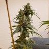 Купить семена марихуаны Auto Fruit feminised GanjaLiveSeeds