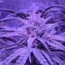 Семена конопли недорого Auto Fruit feminised GanjaLiveSeeds