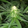 семена конопли сорта Critical Plus feminised Ganja Seeds