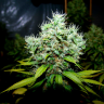 семена конопли элитных сортов New York Diesel feminised Ganja Seeds