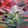 Auto Haze 2.0 feminised GanjaLiveSeeds