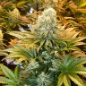 купить семена конопли Auto Banana Punch feminised Ganja Seeds