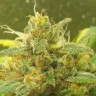 где можно заказать семена конопли Black Domina feminised Ganja Seeds