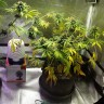 хорошие семена конопли Black Domina feminised Ganja Seeds