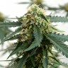 Семена конопли оптом Недорогие семена конопли Tangerine feminised Ganja Seeds