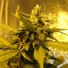 Семена марихуаны Tangerine feminised Ganja Seeds