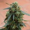 Качественные семена конопли Tangerine feminised Ganja Seeds