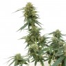 Семена каннабиса Tangerine feminised Ganja Seeds