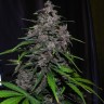 Семена марихуаны Auto LSD feminised Ganja Seeds