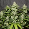 семена конопли f1 в оригинальной упаковке White Widow feminised Victory Seeds