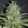 Семена конопли в Украине Auto Dreamberry feminised Ganja Seeds