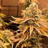заказать семена конопли Auto Bruce Banner feminised Ganja Seeds