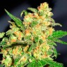 семена конопли москва Auto Bruce Banner feminised Ganja Seeds