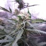 Купить семена конопли Auto White Widow CBD feminised Ganja Seeds