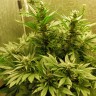Недорогие семена конопли Auto White Widow CBD feminised Ganja Seeds