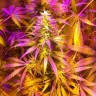 Семена конопли Auto Exodus Cheese CBD feminised Ganja Seeds
