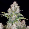 где купить семена конопли Auto Cinderella feminised Ganja Seeds