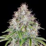 семена конопли цена Auto Cinderella feminised Ganja Seeds