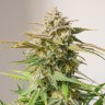 семенам конопли наложенным платежом Auto Cinderella feminised Ganja Seeds