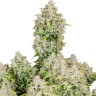 семена конопли наложенным платежом Auto Cinderella feminised Ganja Seeds