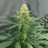 семена конопли курьером Auto AK-47 feminised Ganja Live Seeds