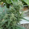 Семена конопли оптом White Gum feminised Ganja Seeds