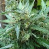 Семена каннабиса White Gum feminised Ganja Seeds