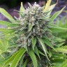Семена конопли White Gum feminised Ganja Seeds