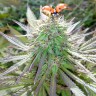 Семена каннабиса White Gum feminised Ganja Seeds