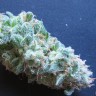 Недорогие семена конопли White Gum feminised Ganja Seeds