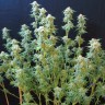 Сорта конопли для новичков White Gum feminised Ganja Seeds