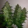 Семена марихуаны Auto Royal Gorilla feminised Ganja Seeds