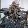 семена конопли недорого Auto Dos-Si-Dos feminised Ganja Seeds