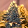 Семена марихуаны White Lavender feminised Ganja Seeds