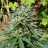 Семена конопли White Lavender feminised Ganja Seeds