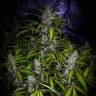 Качественные семена конопли White Lavender feminised Ganja Seeds