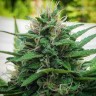 Семена конопли для новичков White Lavender feminised Ganja Seeds