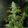 Недорогие семена конопли Auto Royal Gorilla feminised GanjaLiveSeeds