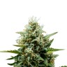 покупка семян конопли Auto Fat Banana feminised Ganja Seeds