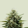 продажа семян конопли Auto Fat Banana feminised Ganja Seeds