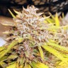 семена конопли купить интернет Auto Fat Banana feminised Ganja Seeds