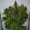 заказать семена конопли Auto Big Bud feminised
