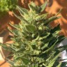Семена конопли Auto Colorado Cookies feminised Ganja Seeds