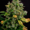 Недорогие семена конопли Auto Gagarin 2 feminised Ganja Seeds