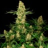 Недорогие сорта конопли Wappa feminised Ganja Seeds