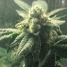 масло семян конопли Auto Hell's Angel OG feminised Ganja Seeds