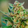 семена конопли в спб Auto Hell's Angel OG feminised Ganja Seeds