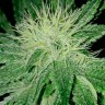 семена конопли для посадки купить Auto Amnesia feminised Ganja Live Seeds