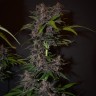 семена конопли Auto Blackberry Kush feminised Ganja Live Seeds